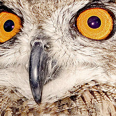 фото "Eagle Eye Owl"