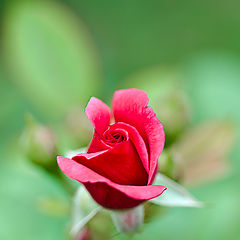 фото "My love is like a red, red rose"