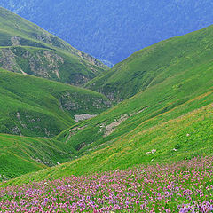 photo "Abkhazia. The Alpine meadows"