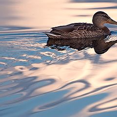 photo "Wild duck"