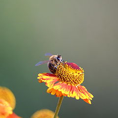 фото "Пчелка"