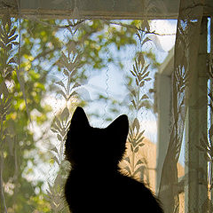 photo "***"
