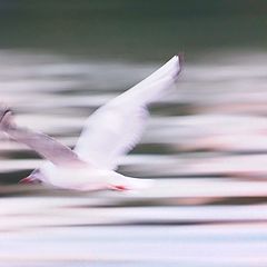 photo "Flight"