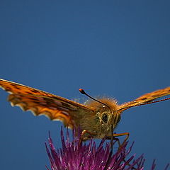 photo "Ready to take off"