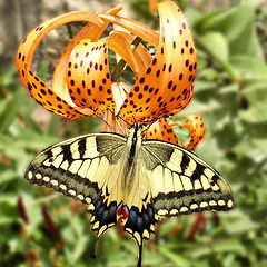 photo "Montenegrin butterfly..."