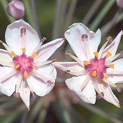 фото "Two white stars"