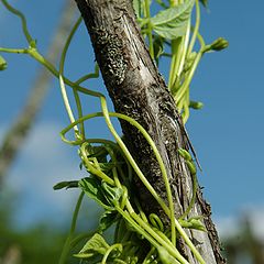 photo "String bean"