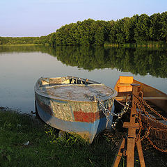 фото "На  привязи"