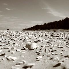 photo "Latvia`s beach"