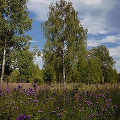 фото "Летние цветы"