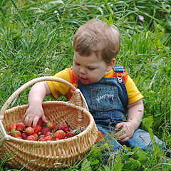 photo "Harvest"