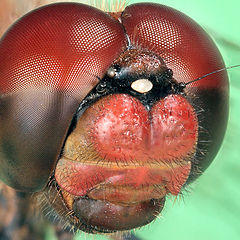 photo "Red dragonfly"