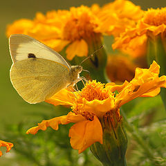 photo "Ms.Butterfly"