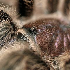 photo "My little spider looking at me..."