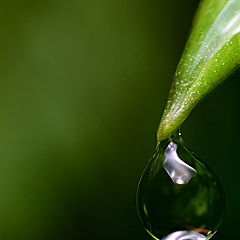 photo "Drop of Life"