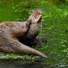 фото "otter ==Выдра"