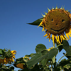 photo "the last sun flower"