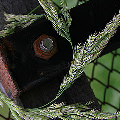 photo "Still life under the fence"