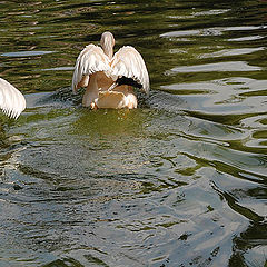 photo ""WHERE ARE THEY SWIMMING SO FAST?""