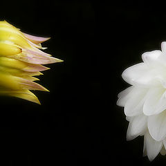 photo "dialogue of flowers"