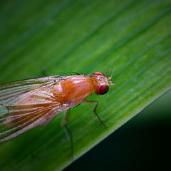 photo "Another bug shot"