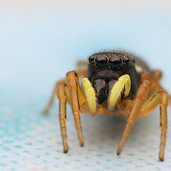 photo "Small Spider"