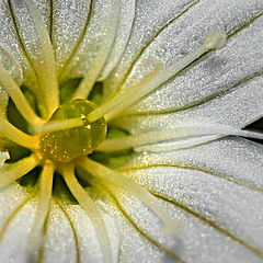 photo "Glowing flower"