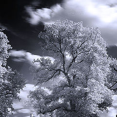 photo "IR im Furst-Puckler-Park #1"