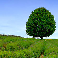 photo "The tree"