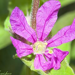 фото "Rumpled flower"