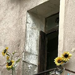 фото "sunflowers and windows"