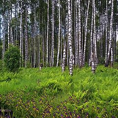 фото "Березовая рощица"