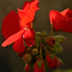 фото "Red"