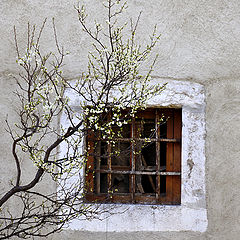 photo "Old Window"