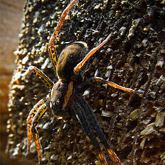 photo "Velvet spider"