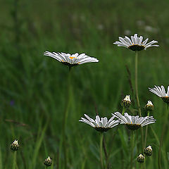 photo "The girls choir"