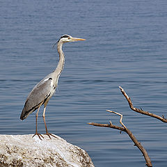 photo "Waiting for dinner"