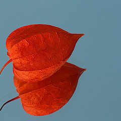 фото "Physalis"