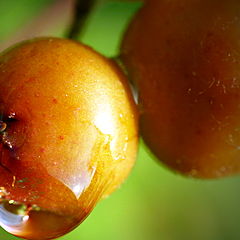 photo "Berries of Sorbus aucuparia"