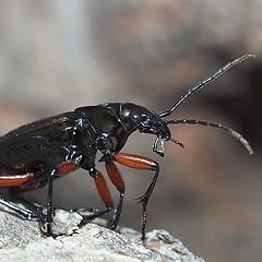 фото "Elegant bug"
