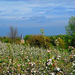 фото "between the fruit trees"