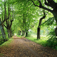 photo "Autumn comes"