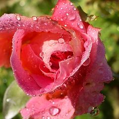 фото "Rose in water"