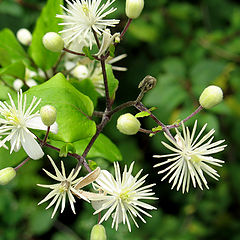 photo "White stars"