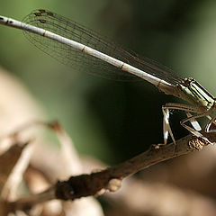 photo "Dragonfly"