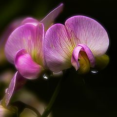 photo "Pink shyness"