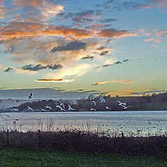 photo "Evening Landscape with birds"