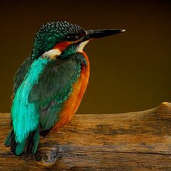 фото "Kingfisher"