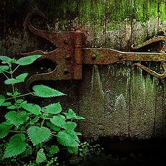 photo "At the gate"