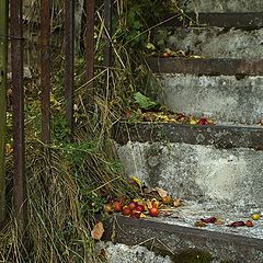 photo "Steps of the autumn"